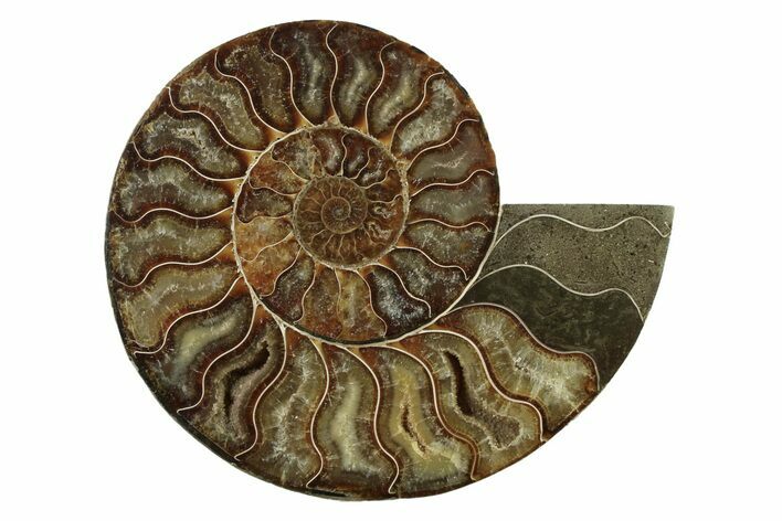 Cut & Polished Ammonite Fossil (Half) - Madagascar #341217